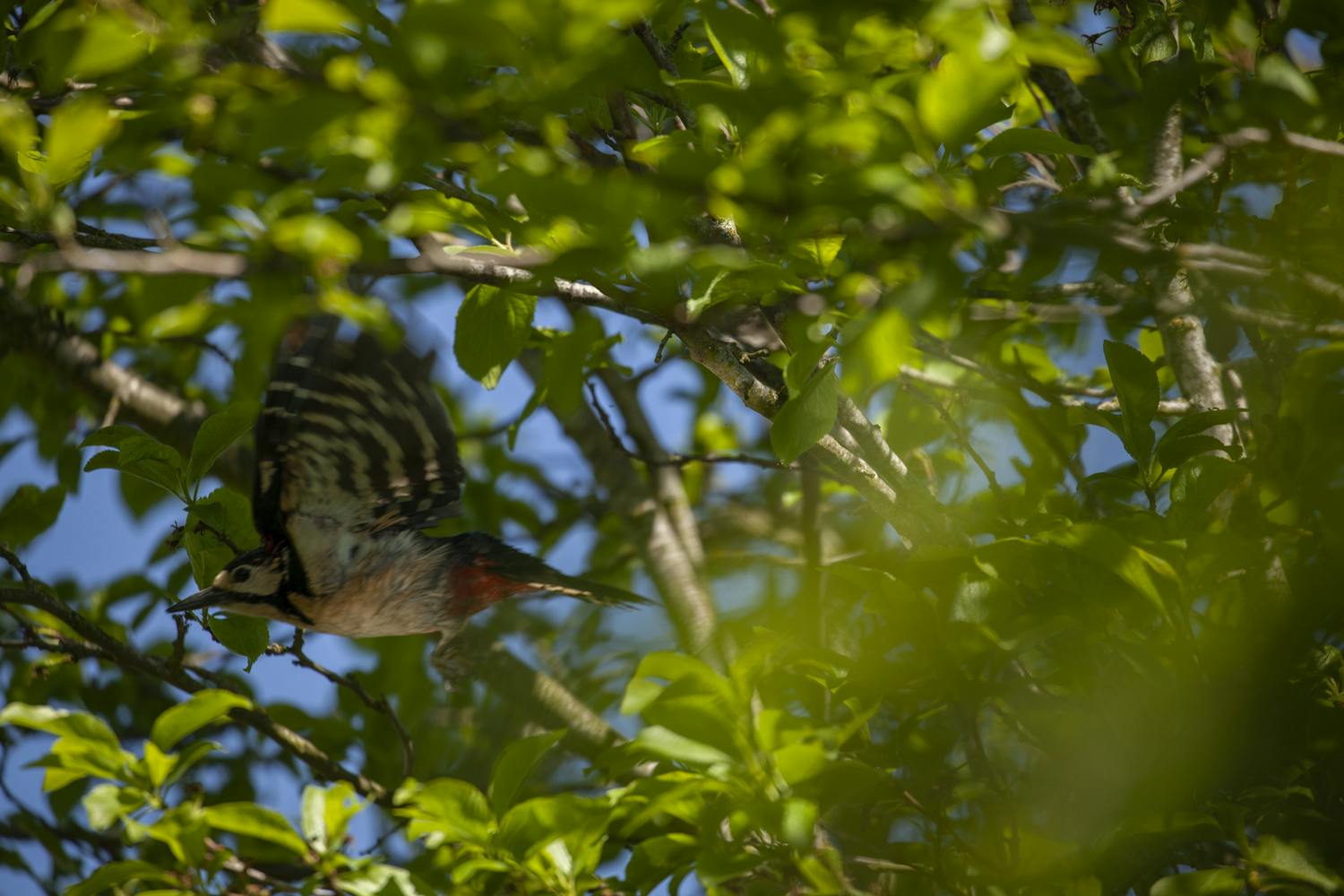 Sløret fugl i trækronee